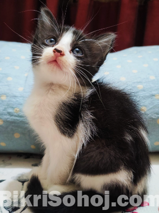 Mixed breed kitten